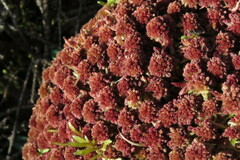 Sphagnum capillifolium