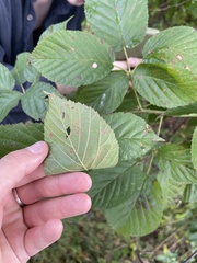 Rubus pensilvanicus