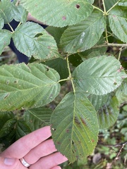 Rubus pensilvanicus