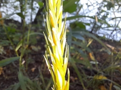 Elymus curvatus