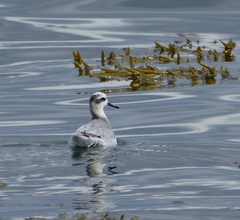 Phalaropus fulicarius