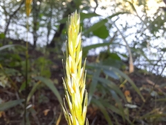 Elymus curvatus