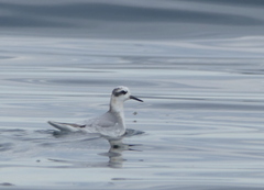 Phalaropus fulicarius