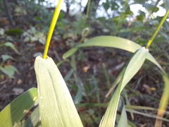 Elymus curvatus