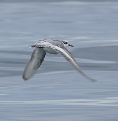 Phalaropus fulicarius