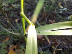 Elymus curvatus