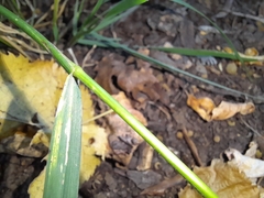 Elymus curvatus
