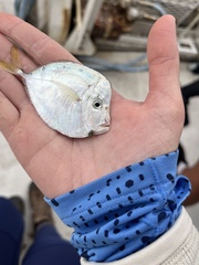 Selene setapinnis