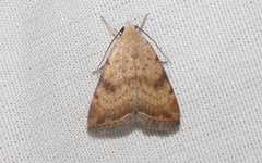 Micrathetis triplex