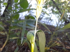 Elymus curvatus