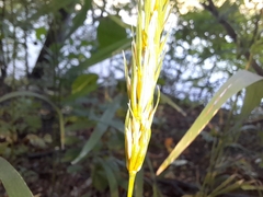Elymus curvatus