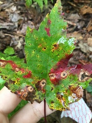 Acericecis ocellaris