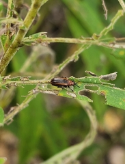 Microrhopala vittata