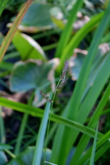 Echinochloa walteri