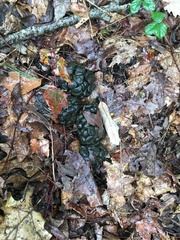 Odocoileus virginianus borealis