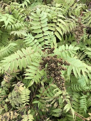 Sorbaria sorbifolia