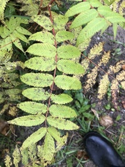 Sorbaria sorbifolia