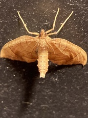 Eulithis diversilineata