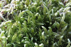 Hedwigia ciliata