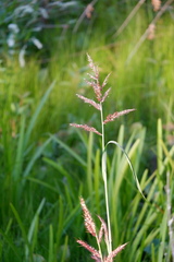 Echinochloa walteri