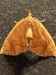 Eulithis diversilineata