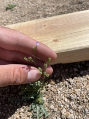 Gilia sinuata