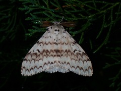 Lymantria brotea