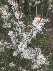 Hakea