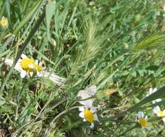 Hordeum murinum glaucum
