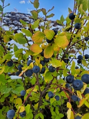 Vaccinium ovalifolium