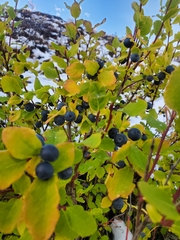 Vaccinium ovalifolium