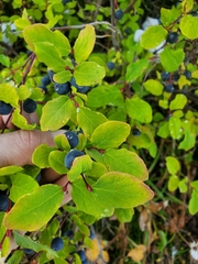 Vaccinium ovalifolium