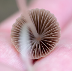 Mycena