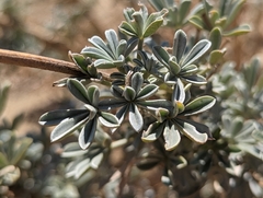 Lupinus paynei