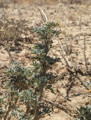 Lupinus paynei