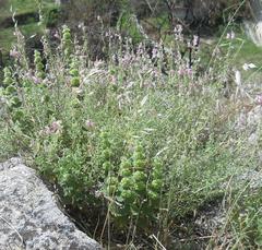 Marrubieae