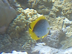 Chaetodon melannotus