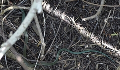 Drymobius margaritiferus