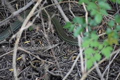 Drymobius margaritiferus