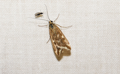 Loxostege sticticalis
