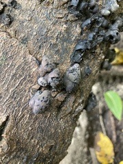 Daldinia concentrica