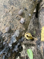 Daldinia concentrica