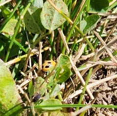 Hippodamia parenthesis