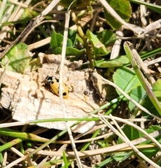 Hippodamia parenthesis