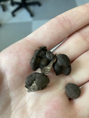 Daldinia concentrica