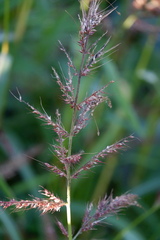 Echinochloa walteri