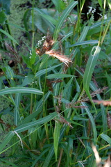 Echinochloa walteri