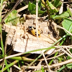 Hippodamia parenthesis