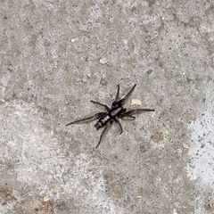 Herpyllus ecclesiasticus