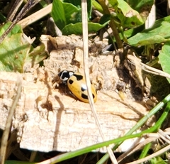 Hippodamia parenthesis